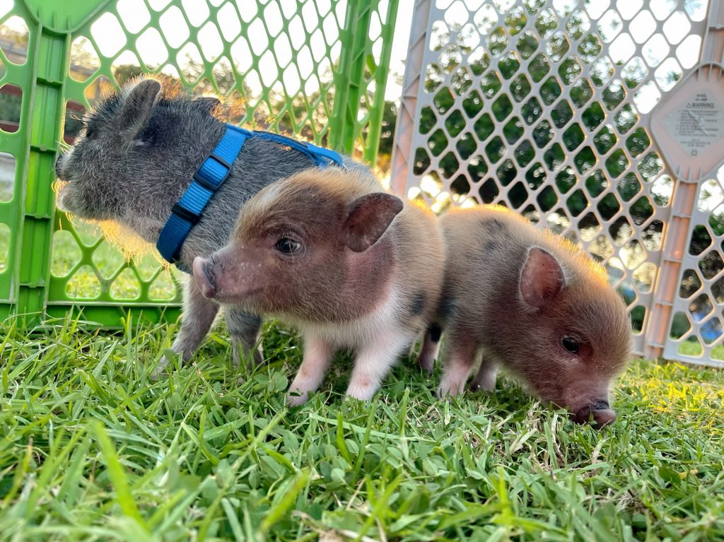 juliana mini pigs